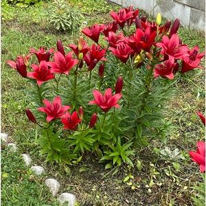 Adult coloring book SOLD OUT